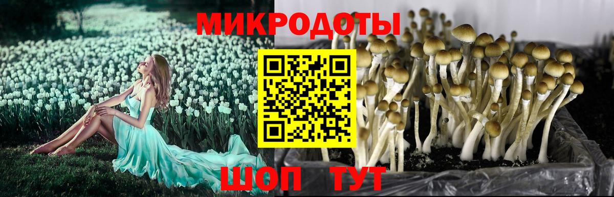 Псилоцибиновые грибы Cubensis  Вход с VPN  Лабытнанги 